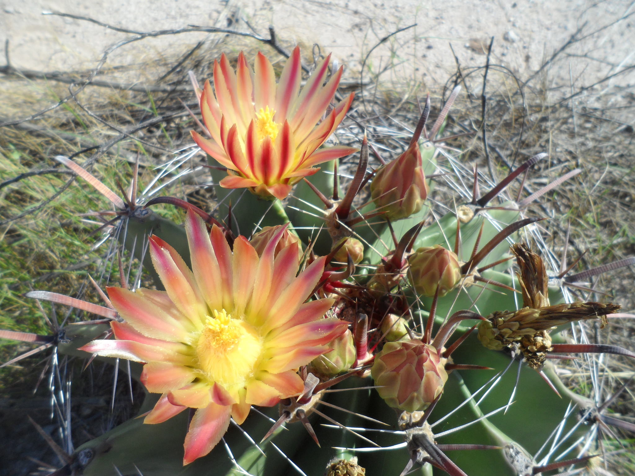 Ferocactus herrerae